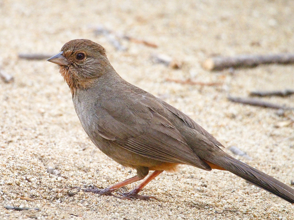 If I asked you to "draw a bird," it would probably look like this guy. About the size of a robin, and just tan, tan, tan. But, if you look closely under it's tail, you'll see some orange. Surprise! Once you start identifying this common bird and noticing its orange, I guarantee you'll be more into your SV backyard birds.