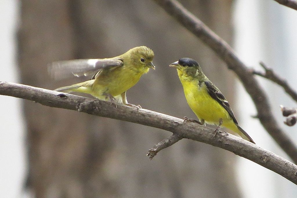 The small size of these birds always surprises me. They are so cute and so yellow! They can be hard to ID because they flit around so much, but if you get a glimpse of a teeny tiny yellow bird, it's probably this one. (American Goldfinches are also yellow, but distinctive.)