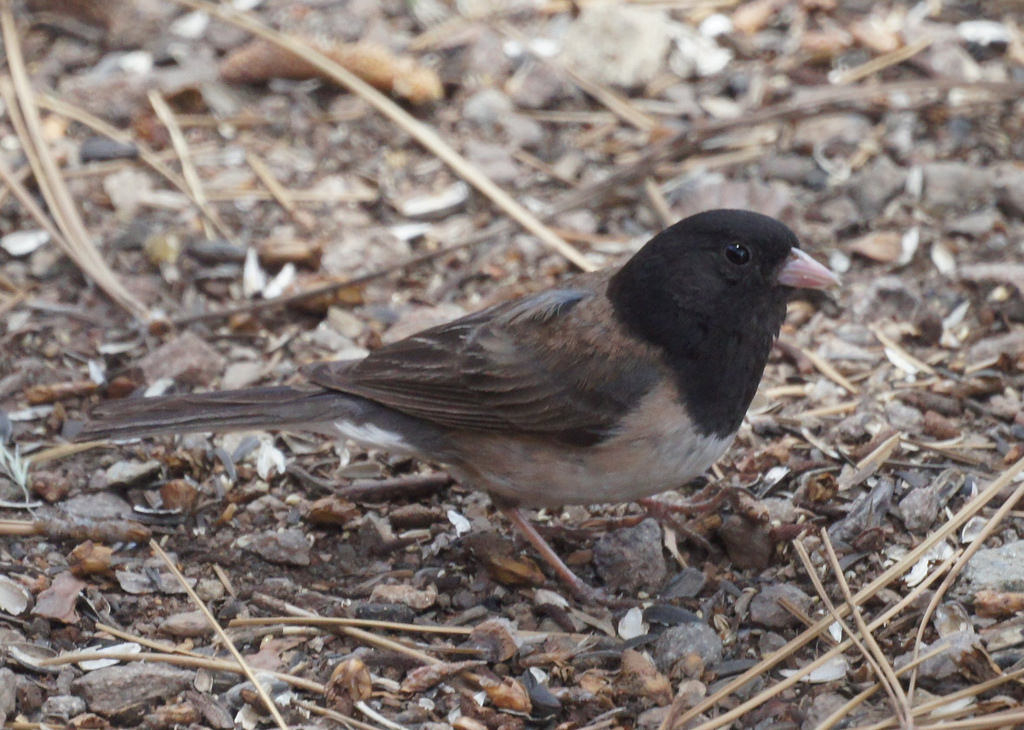 These little guys are so common, hopping around on the ground. Here in the Bay Area they have this distinctive black head (Oregon race), so they're easy to identify (ID). Also look for the white on the outsides of their tail when they're in flight. More white corresponds to more aggression -- and more females. Whoa!