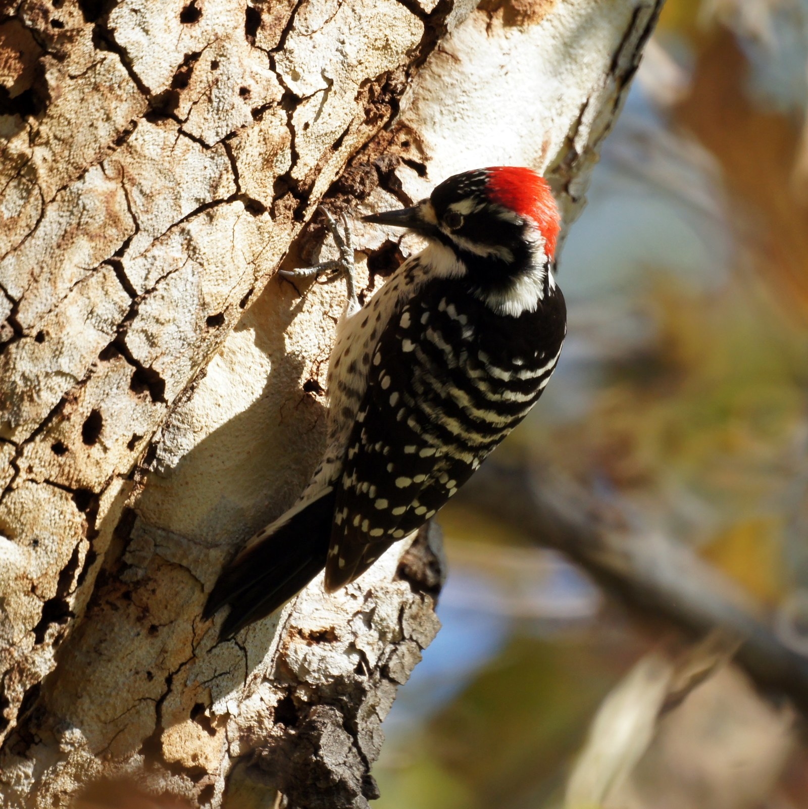 If you see a woodpecker with a mohawk, congratulations, you may have spotted a Nuttall's woodpecker! Of course, woodpeckers are never that easy...females don't have the red, and there are several similar species. BUT if you see a woodpecker that looks like this and does NOT have a big white spot on its back (like the Hairy and Downy woodpeckers), you've done it! Best way to find these guys is to listen for the characteristic drumming of a woodpecker. Once you start tuning in, I'm sure you'll see some!