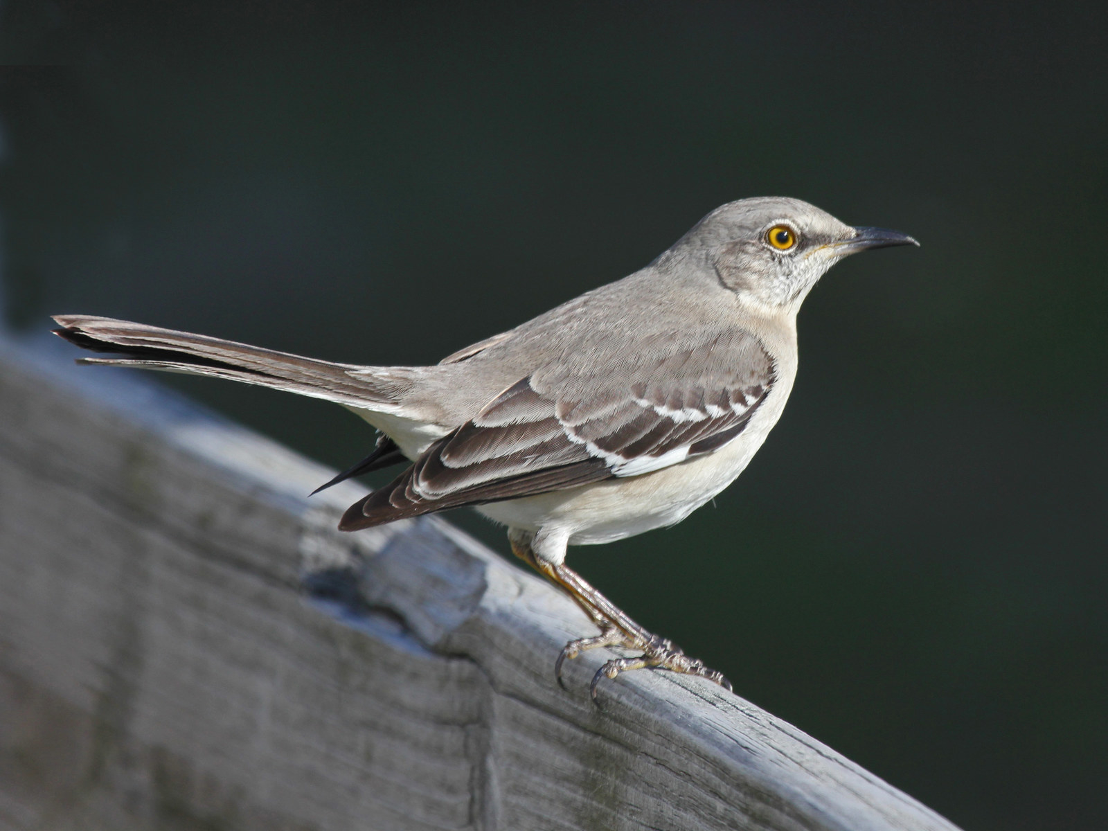 If you're listening to a bird call that just keeps changing, it might be the Northern Mockingbird! These birds are pretty aggressive, but very fun to hear. Also look for flashes of white on their wings when they're in flight.