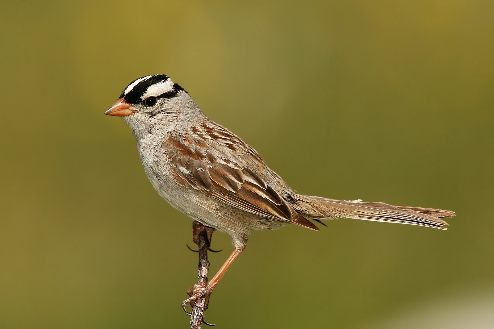 We sure have a lot of similar-looking sparrows out here. You can learn the difference between the white-crowned sparrow (pictured), the golden-crowned sparrow, the song sparrow, the Shakespeare-inspired house sparrow, and more...... Or, you can say you saw a "sparrow" and move on to other, more easily identifiable birds. I'll leave that one up to you.