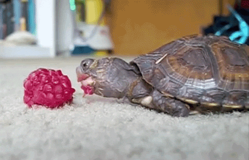 Raspberry