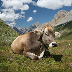 Cheese Maker