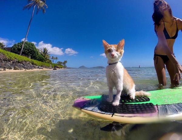 Kuli, was only 6 months old when he began riding waves in Hawaii with his owners Alexandra Gomez and Krista Littleton. His name means "to look blind", and he loves water because his owners used to bath him when he was recovering from his eye surgery, his left eye had to be removed due to infection. He was rescued from the streets when he was just a malnourished kitty, weighing only one pound. You can see pics of baby Kuli on his first steps to becoming an expert on riding wave