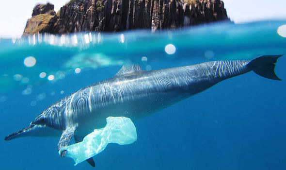 Packaging can have an extremely detrimental effect on wildlife on both land and sea. Although the common image in most people’s minds might be a bird wrapped in a plastic bag, the actual ingestion of plastic is much more serious. According to the Scientific American, more than 180 species of animal are documented to have digested plastic which can then slowly poison the animal and enter the food chain. This can also end up in food for humans. The Guardian reported on the University of Belgium’s claim that sea food lovers were eating 11,000 pieces of plastic on average every year, with one percent staying within the human body. It is not entirely clear what health problems this can cause but there is evidence that believes it can cause long term impacts on health.