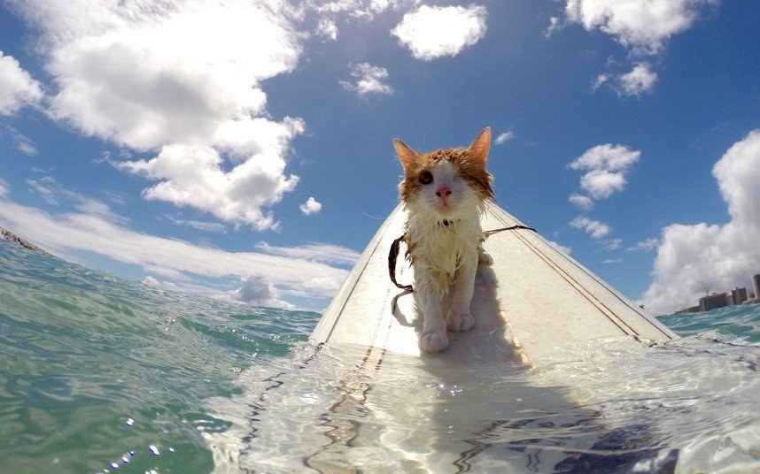 Now he is an expert on riding waves! He does it better than common people, at least!