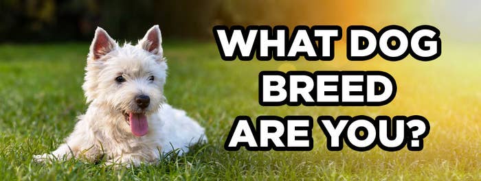 Take This Quiz And We Ll Tell You What Your Spirit Dog Breed Is