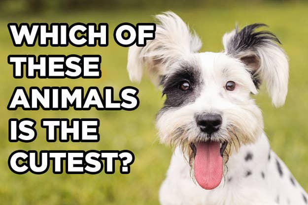 Take This Quiz And We'll Tell You What Your Spirit Dog Breed Is
