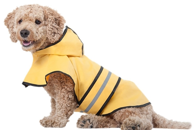 Goldendoodle dog hot sale clothes