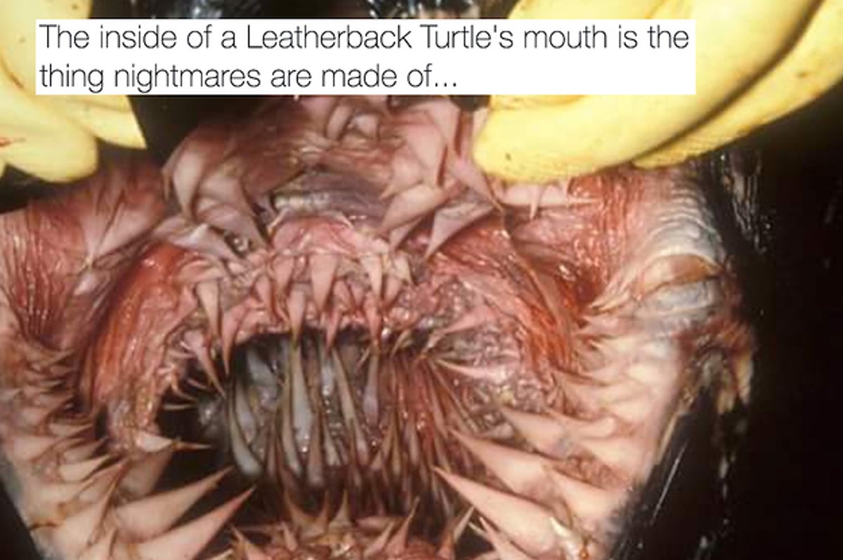 17 Pictures Of Animal Mouths That Will Make You Say 