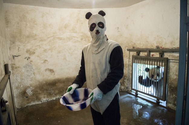 To make sure the pandas don't get used to humans, the dedicated caretakers at the sanctuary wear special panda outfits and cover themselves in the animals' urine.