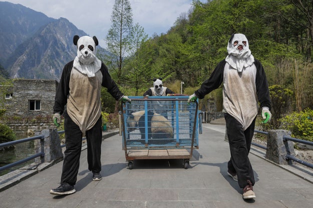 Panda caretaker escape прохождение