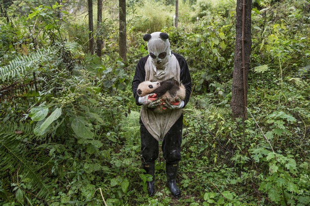 It's similar to other panda sanctuaries you may be thinking of except for one small, terrifying detail: the caretakers wear these creepy panda costumes.