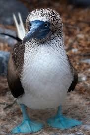 YOU'RE A SMART BOOBY