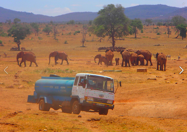 Mwalua decided to start trucking tanks of water to fill up dried waterholes in the park. He and a handful of volunteers make the grueling 44-mile round-trip to deliver 3,000 liters of fresh water up to three times a day.