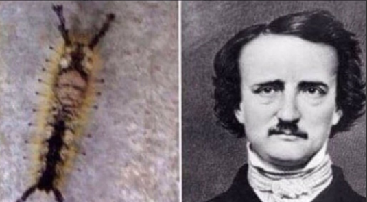 Ulat bulu mirip Edgar Allen Poe 