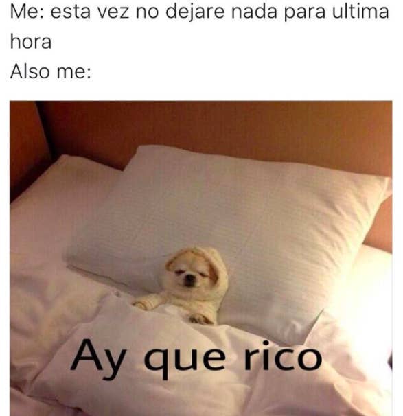 28 Memes De Perros Que Te Haran Derramar Lagrimas De Risa