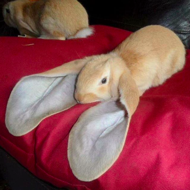Their spies are listening.
