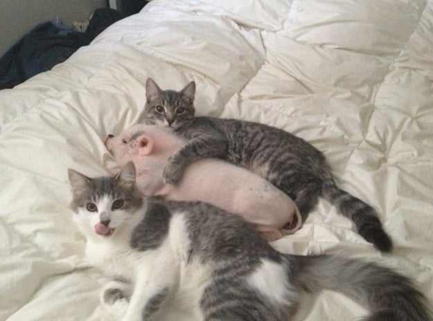 They're collaborating across species lines...
