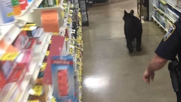 ...raiding our stores.