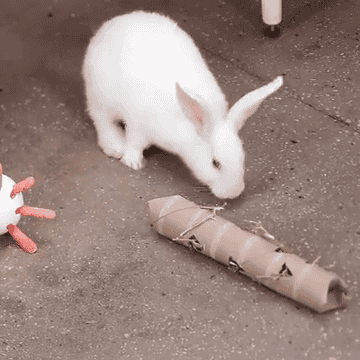 4 Ways To Recycle Your Stuff Into Rabbit Toys