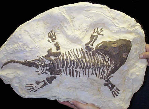 Early Amphibian
