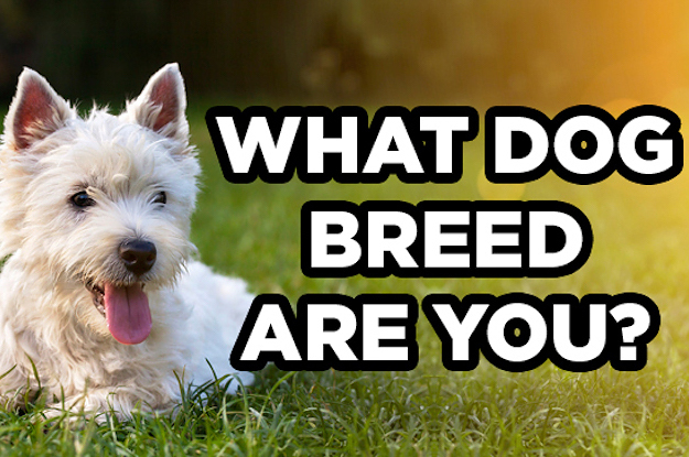 Take This Quiz And We'll Tell You What Your Spirit Dog