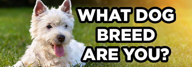 Take This Quiz And We'll Tell You What Your Spirit Dog Breed Is