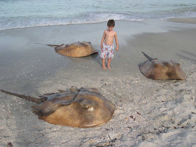 They're invading foreign soil.