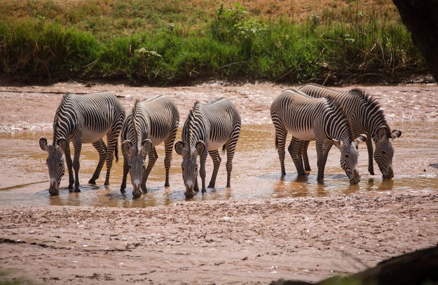 You'll also see other rare species, like Grevy's Zebras.