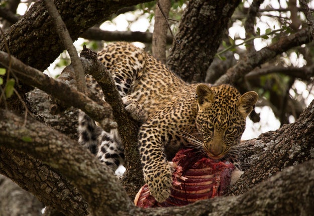 But have you seen a leopard eating its prey up in a tree?