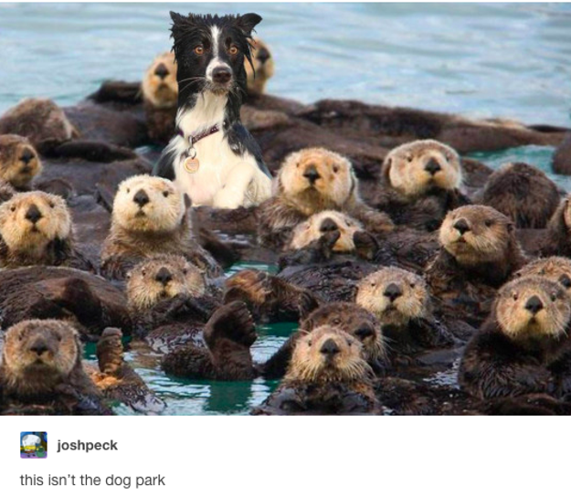 sub-buzz-31706-1490114004-8.png?crop=533:464;0,37&resize=625:544