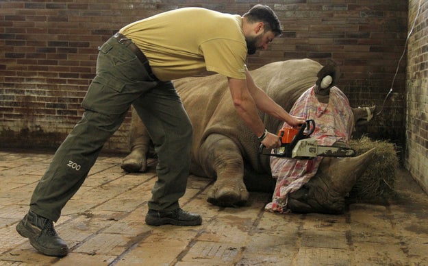 A zoo in the Czech Republic has decided to saw the horns off all its rhinos as a deterrent to poachers. The drastic move comes after a rhinoceros at a wildlife refuge outside Paris was recently killed to harvest its horn.