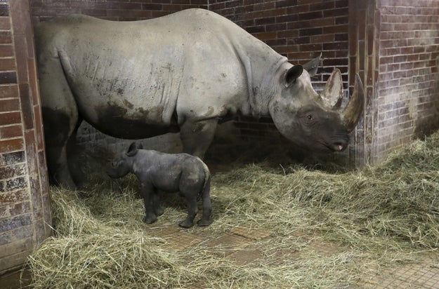 The Dvur Kralove Zoo, northeast of Prague, has four southern white rhinos and 17 black rhinos. It announced Tuesday the decision to saw off the horns as a deterrent.