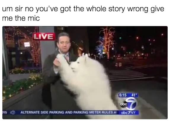 100 Dog Memes That Will Keep You Laughing For Hours