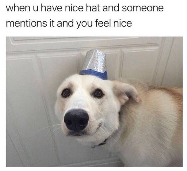 100 Dog Memes That Will Keep You Laughing For Hours