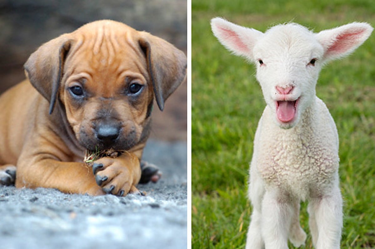 Would You Rather: Cute Baby Animal Edition