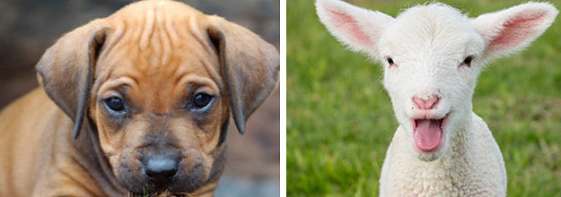 Would You Rather: Cute Baby Animal Edition Would You Rather: Cute Baby Animal Edition