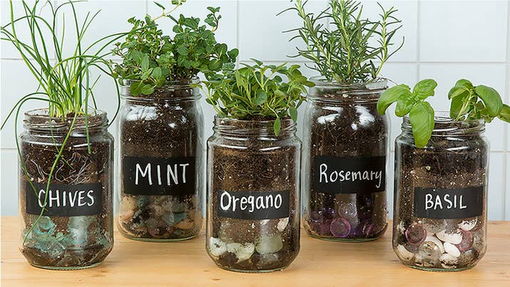 Image result for plants in jars