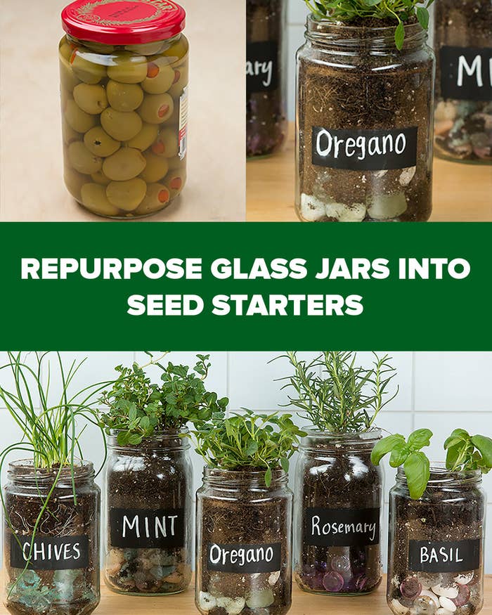 How to Grow Herbs Indoors Using Mason Jars