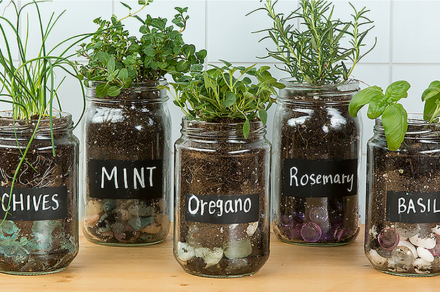 small glass herb jars