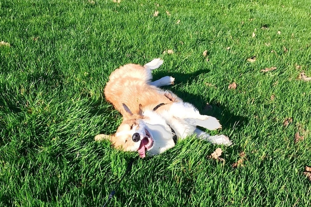 cachorros corgi corriendo gif