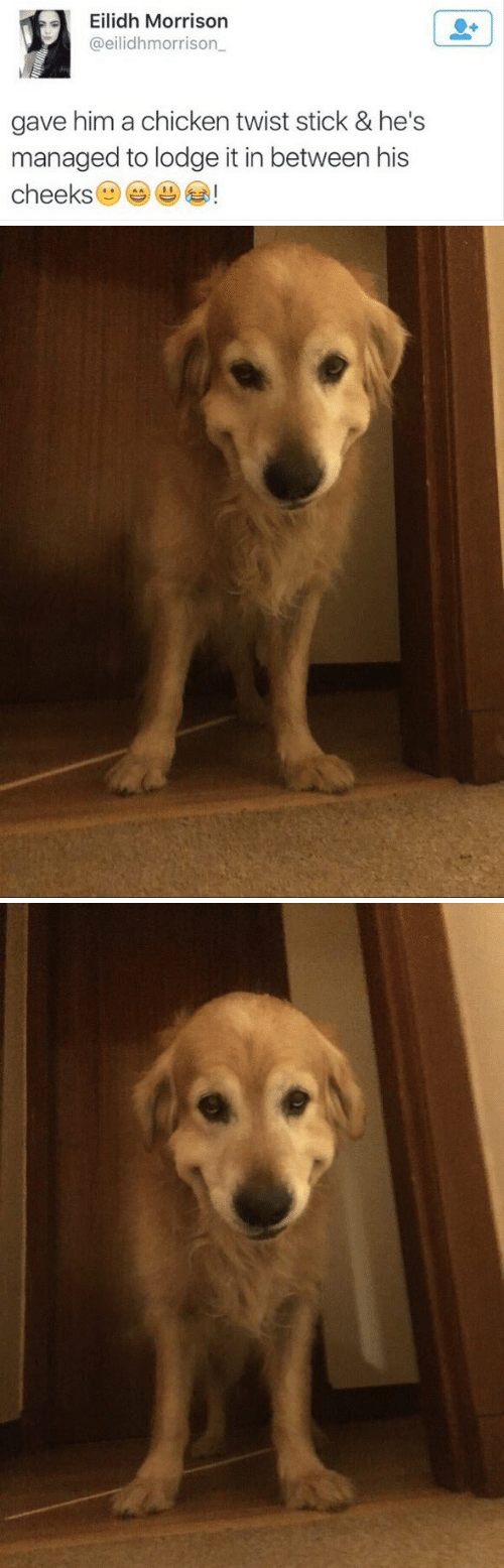 This dog and his new smile.