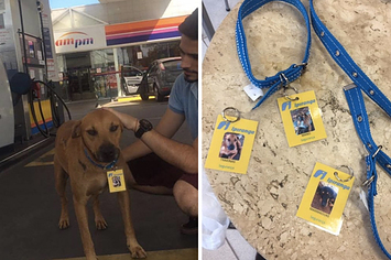 Um posto de gasolina no RS "contratou" três cachorros abandonados como seguranças