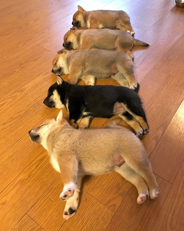 Buzzfeed Eimi Yamamitsu