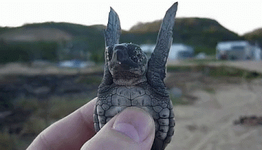 Turtle