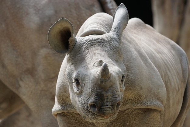 Rhino