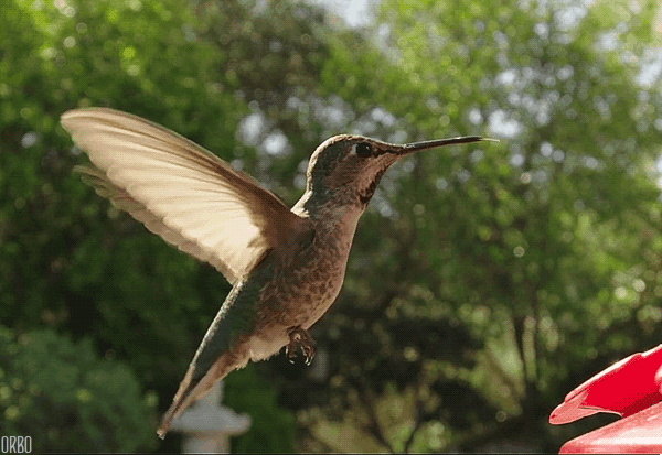 Hummingbird