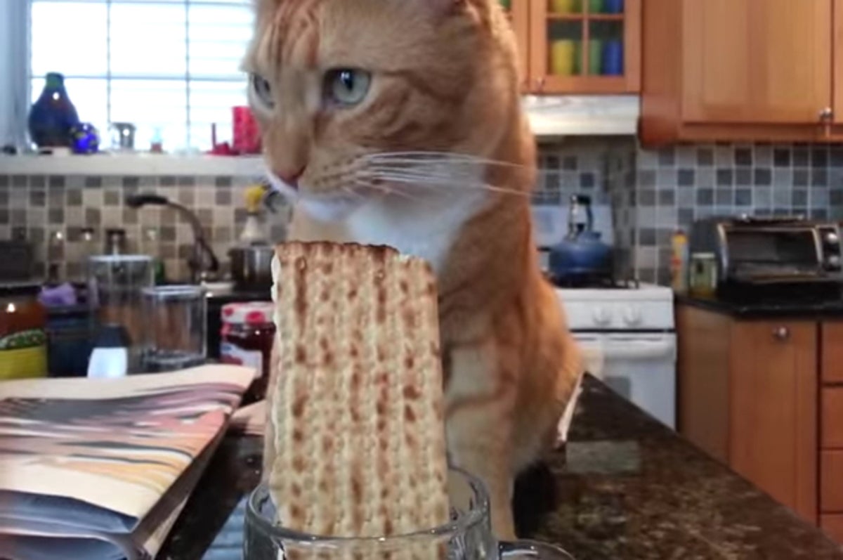 The Entire Passover Seder Explained With Cat GIFs